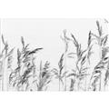 Picture of Wheat in the Wind II _GroupedProduct_Rectangle_Landscape_Photography _GroupedProduct_Rectangle_Landscape_Unframed_Print_Only_