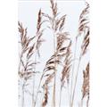 Picture of Wheat in the Wind III _GroupedProduct_Rectangle_Portrait_Photography _GroupedProduct_Rectangle_Portrait_Unframed_Print_Only_