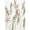 Picture of Wheat in the Wind III _GroupedProduct_Rectangle_Portrait_Photography _GroupedProduct_Rectangle_Portrait_Unframed_Print_Only_