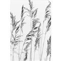 Picture of Wheat in the Wind III _GroupedProduct_Rectangle_Portrait_Photography _GroupedProduct_Rectangle_Portrait_Unframed_Print_Only_