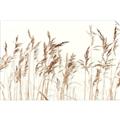 Picture of Wheat in the Wind IV _GroupedProduct_Rectangle_Landscape_Photography _GroupedProduct_Rectangle_Landscape_Unframed_Print_Only_