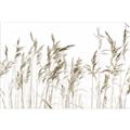 Picture of Wheat in the Wind IV _GroupedProduct_Rectangle_Landscape_Photography _GroupedProduct_Rectangle_Landscape_Unframed_Print_Only_