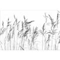 Picture of Wheat in the Wind IV _GroupedProduct_Rectangle_Landscape_Photography _GroupedProduct_Rectangle_Landscape_Unframed_Print_Only_