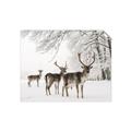 Picture of Winter Deers _GroupedProduct_Rectangle_Landscape_Photography _GroupedProduct_Rectangle_Landscape_Unframed_Print_Only_