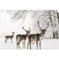 Picture of Winter Deers _GroupedProduct_Rectangle_Landscape_Photography _GroupedProduct_Rectangle_Landscape_Unframed_Print_Only_