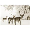 Picture of Winter Deers _GroupedProduct_Rectangle_Landscape_Photography _GroupedProduct_Rectangle_Landscape_Unframed_Print_Only_