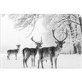 Picture of Winter Deers _GroupedProduct_Rectangle_Landscape_Photography _GroupedProduct_Rectangle_Landscape_Unframed_Print_Only_