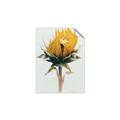 Picture of Yellow Bloom _GroupedProduct_Rectangle_Portrait_Photography _GroupedProduct_Rectangle_Portrait_Unframed_Print_Only_