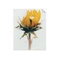 Picture of Yellow Bloom _GroupedProduct_Rectangle_Portrait_Photography _GroupedProduct_Rectangle_Portrait_Unframed_Print_Only_