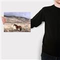 Picture of Lone Horse  _GroupedProduct_Rectangle_Landscape_Photography _GroupedProduct_Rectangle_Landscape_Canvas_