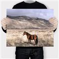 Picture of Lone Horse  _GroupedProduct_Rectangle_Landscape_Photography _GroupedProduct_Rectangle_Landscape_Canvas_