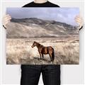 Picture of Lone Horse  _GroupedProduct_Rectangle_Landscape_Photography _GroupedProduct_Rectangle_Landscape_Canvas_