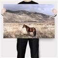 Picture of Lone Horse  _GroupedProduct_Rectangle_Landscape_Photography _GroupedProduct_Rectangle_Landscape_Canvas_