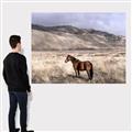 Picture of Lone Horse  _GroupedProduct_Rectangle_Landscape_Photography _GroupedProduct_Rectangle_Landscape_Canvas_