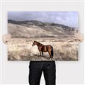 Picture of Lone Horse  _GroupedProduct_Rectangle_Landscape_Photography _GroupedProduct_Rectangle_Landscape_Canvas_