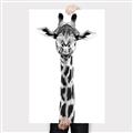 Picture of Long Neck II _GroupedProduct_Rectangle_Portrait_Photography _GroupedProduct_Rectangle_Portrait_Canvas_