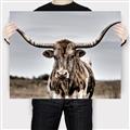 Picture of Longhorn Bull _GroupedProduct_Rectangle_Landscape_Photography _GroupedProduct_Rectangle_Landscape_Canvas_