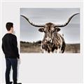 Picture of Longhorn Bull _GroupedProduct_Rectangle_Landscape_Photography _GroupedProduct_Rectangle_Landscape_Canvas_