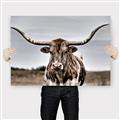 Picture of Longhorn Bull _GroupedProduct_Rectangle_Landscape_Photography _GroupedProduct_Rectangle_Landscape_Canvas_