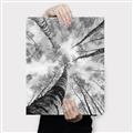 Picture of Look up Birch _GroupedProduct_Rectangle_Portrait_Photography _GroupedProduct_Rectangle_Portrait_Canvas_