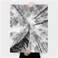 Picture of Look up Birch _GroupedProduct_Rectangle_Portrait_Photography _GroupedProduct_Rectangle_Portrait_Canvas_