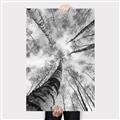 Picture of Look up Birch _GroupedProduct_Rectangle_Portrait_Photography _GroupedProduct_Rectangle_Portrait_Canvas_