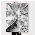 Picture of Look up Birch _GroupedProduct_Rectangle_Portrait_Photography _GroupedProduct_Rectangle_Portrait_Canvas_
