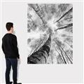 Picture of Look up Birch _GroupedProduct_Rectangle_Portrait_Photography _GroupedProduct_Rectangle_Portrait_Canvas_