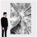 Picture of Look up Birch _GroupedProduct_Rectangle_Portrait_Photography _GroupedProduct_Rectangle_Portrait_Canvas_