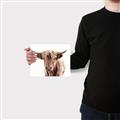 Picture of Maggie, the Cow  _GroupedProduct_Rectangle_Landscape_Photography _GroupedProduct_Rectangle_Landscape_Canvas_