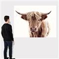 Picture of Maggie, the Cow  _GroupedProduct_Rectangle_Landscape_Photography _GroupedProduct_Rectangle_Landscape_Canvas_
