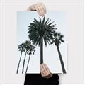 Picture of Palm Trees  _GroupedProduct_Rectangle_Portrait_Photography _GroupedProduct_Rectangle_Portrait_Canvas_