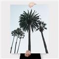 Picture of Palm Trees  _GroupedProduct_Rectangle_Portrait_Photography _GroupedProduct_Rectangle_Portrait_Canvas_