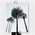 Picture of Palm Trees  _GroupedProduct_Rectangle_Portrait_Photography _GroupedProduct_Rectangle_Portrait_Canvas_