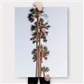 Picture of Palm Trees IV _GroupedProduct_Rectangle_Portrait_Photography _GroupedProduct_Rectangle_Portrait_Canvas_
