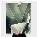 Picture of Sage Leaves  _GroupedProduct_Rectangle_Portrait_Photography _GroupedProduct_Rectangle_Portrait_Canvas_