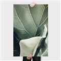 Picture of Sage Leaves  _GroupedProduct_Rectangle_Portrait_Photography _GroupedProduct_Rectangle_Portrait_Canvas_