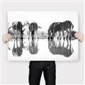 Picture of Sipping Zebras  _GroupedProduct_Rectangle_Landscape_Photography _GroupedProduct_Rectangle_Landscape_Canvas_