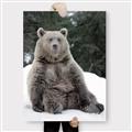 Picture of Snowy Bear _GroupedProduct_Rectangle_Portrait_Photography _GroupedProduct_Rectangle_Portrait_Canvas_
