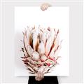 Picture of Soft Protea _GroupedProduct_Rectangle_Portrait_Photography _GroupedProduct_Rectangle_Portrait_Canvas_