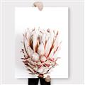 Picture of Soft Protea _GroupedProduct_Rectangle_Portrait_Photography _GroupedProduct_Rectangle_Portrait_Canvas_