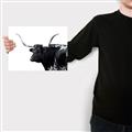 Picture of Spotted Bull  _GroupedProduct_Rectangle_Landscape_Photography _GroupedProduct_Rectangle_Landscape_Canvas_