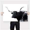 Picture of Spotted Bull  _GroupedProduct_Rectangle_Landscape_Photography _GroupedProduct_Rectangle_Landscape_Canvas_