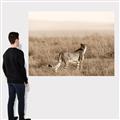 Picture of Spotted in the Savanna  _GroupedProduct_Rectangle_Landscape_Photography _GroupedProduct_Rectangle_Landscape_Canvas_
