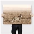 Picture of Spotted in the Savanna  _GroupedProduct_Rectangle_Landscape_Photography _GroupedProduct_Rectangle_Landscape_Canvas_