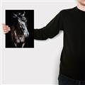 Picture of Stallion _GroupedProduct_Rectangle_Portrait_Photography _GroupedProduct_Rectangle_Portrait_Canvas_