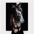 Picture of Stallion _GroupedProduct_Rectangle_Portrait_Photography _GroupedProduct_Rectangle_Portrait_Canvas_