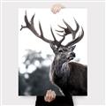 Picture of The Winter Deer _GroupedProduct_Rectangle_Portrait_Photography _GroupedProduct_Rectangle_Portrait_Canvas_
