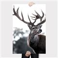 Picture of The Winter Deer _GroupedProduct_Rectangle_Portrait_Photography _GroupedProduct_Rectangle_Portrait_Canvas_