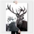 Picture of The Winter Deer _GroupedProduct_Rectangle_Portrait_Photography _GroupedProduct_Rectangle_Portrait_Canvas_